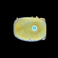 Image 2 of XXL. Female Black Rhino - Flamework Glass Sculpture Bead