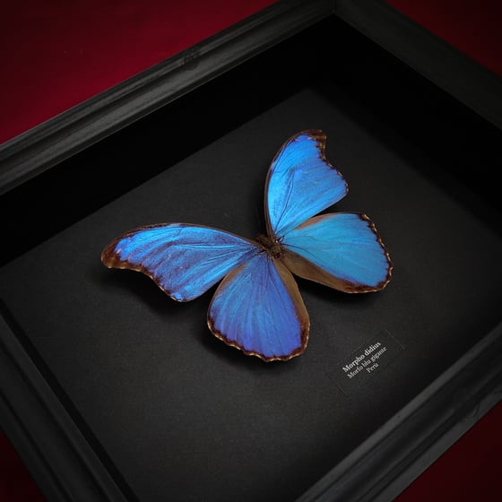 Image of Morpho didius (Black)