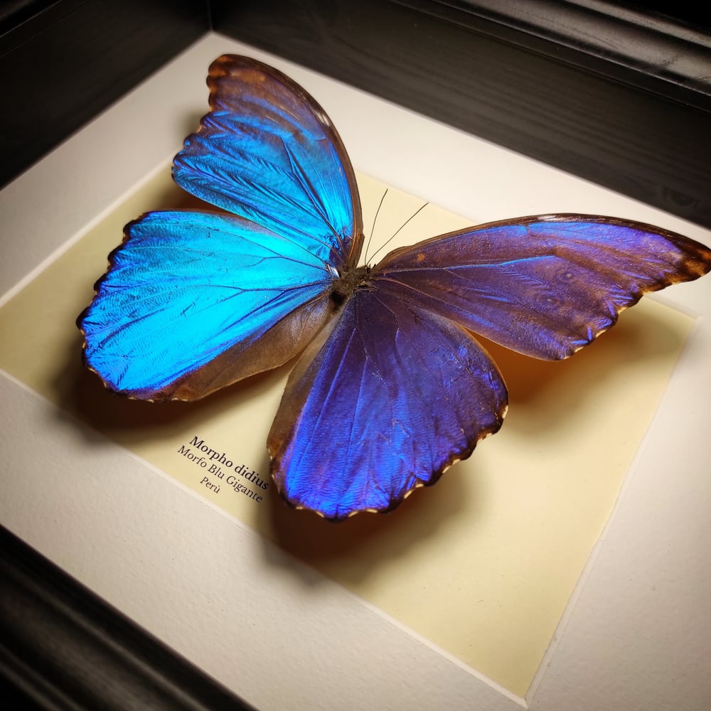 Image of Morpho didius