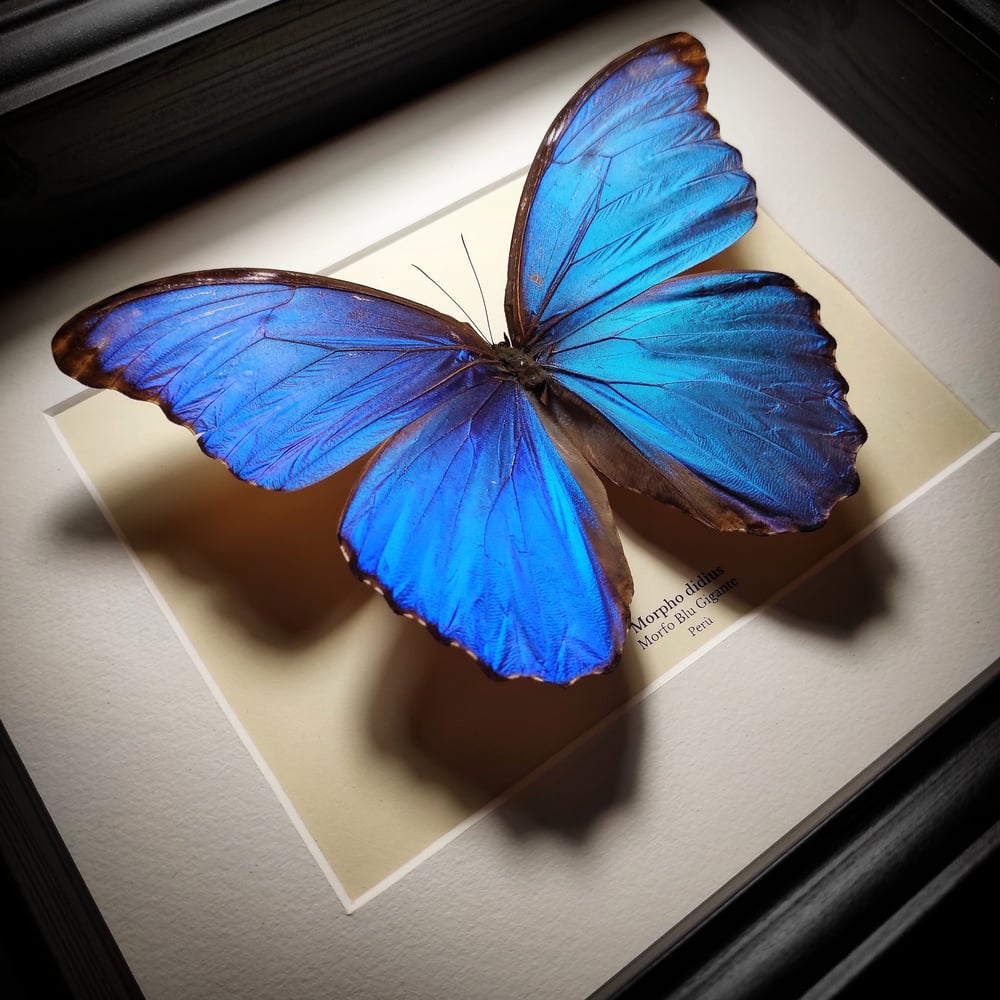 Image of Morpho didius