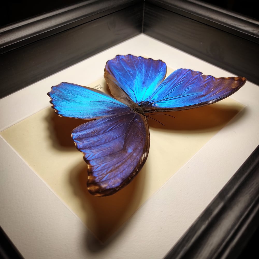 Image of Morpho didius