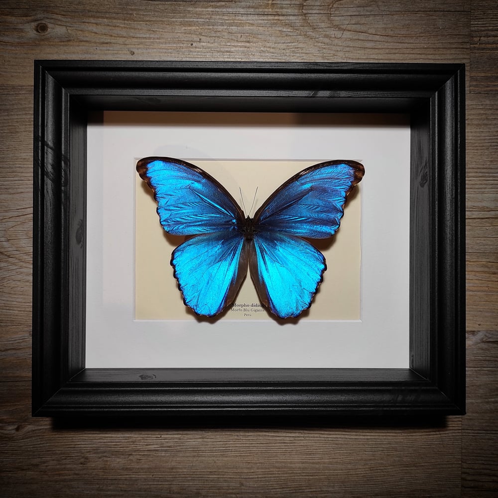 Image of Morpho didius