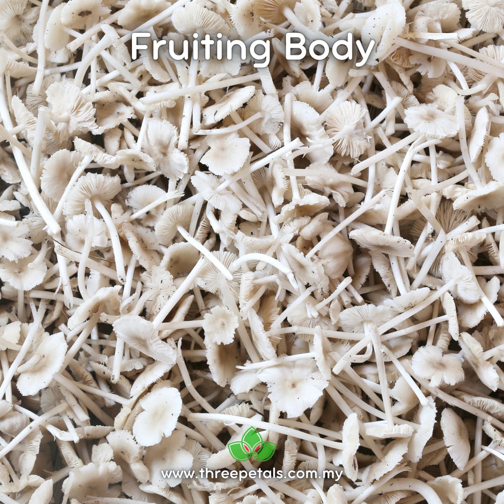 Small-white Termite (Termitomyces Microcarpus) Live Mycelium Mushroom Culture Spawn Seed