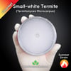 Small-white Termite (Termitomyces Microcarpus) Live Mycelium Mushroom Culture Spawn Seed