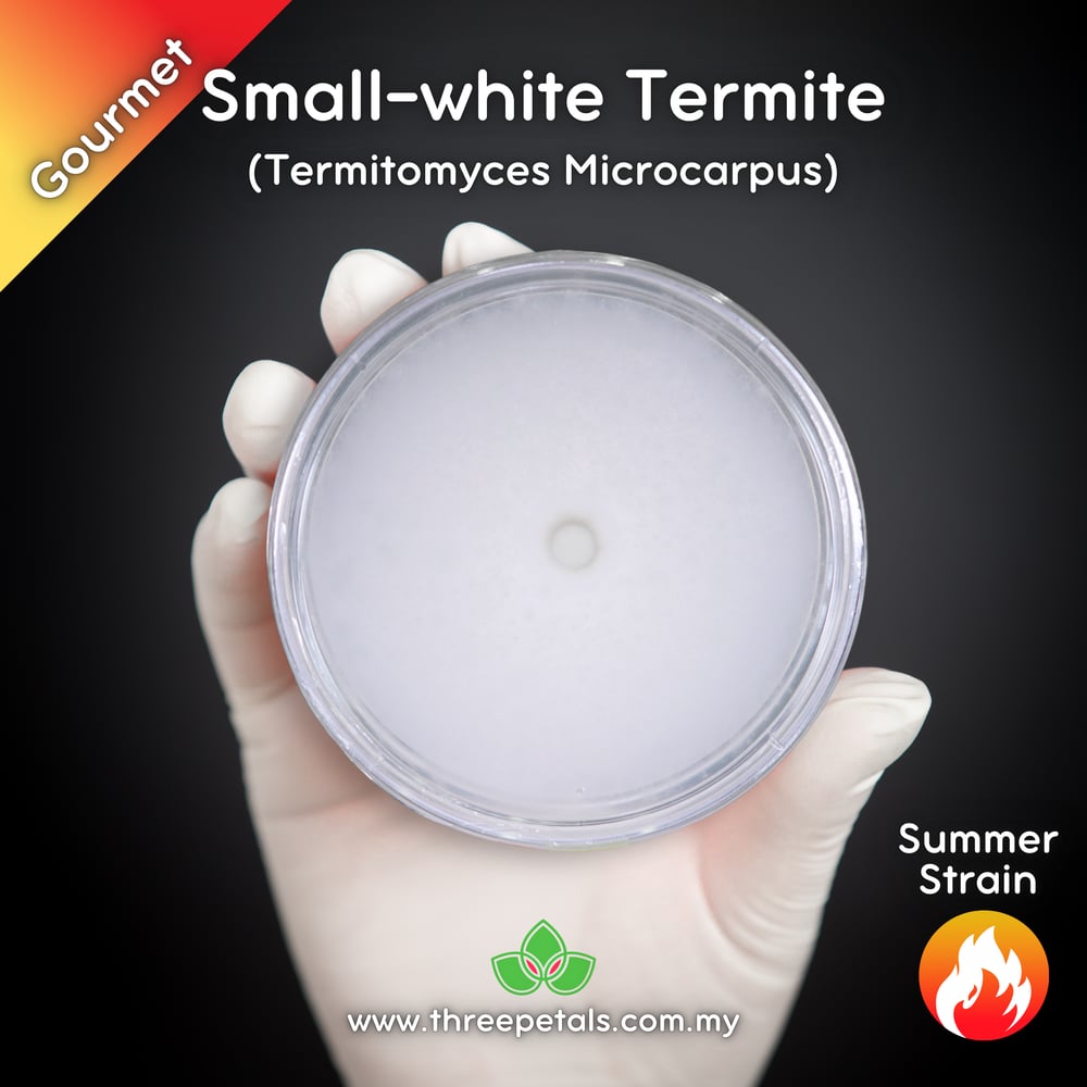 Small-white Termite (Termitomyces Microcarpus) Live Mycelium Mushroom Culture Spawn Seed