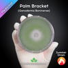 Palm Bracket (Ganoderma Boninense) Live Mycelium Mushroom Culture Spawn Seed