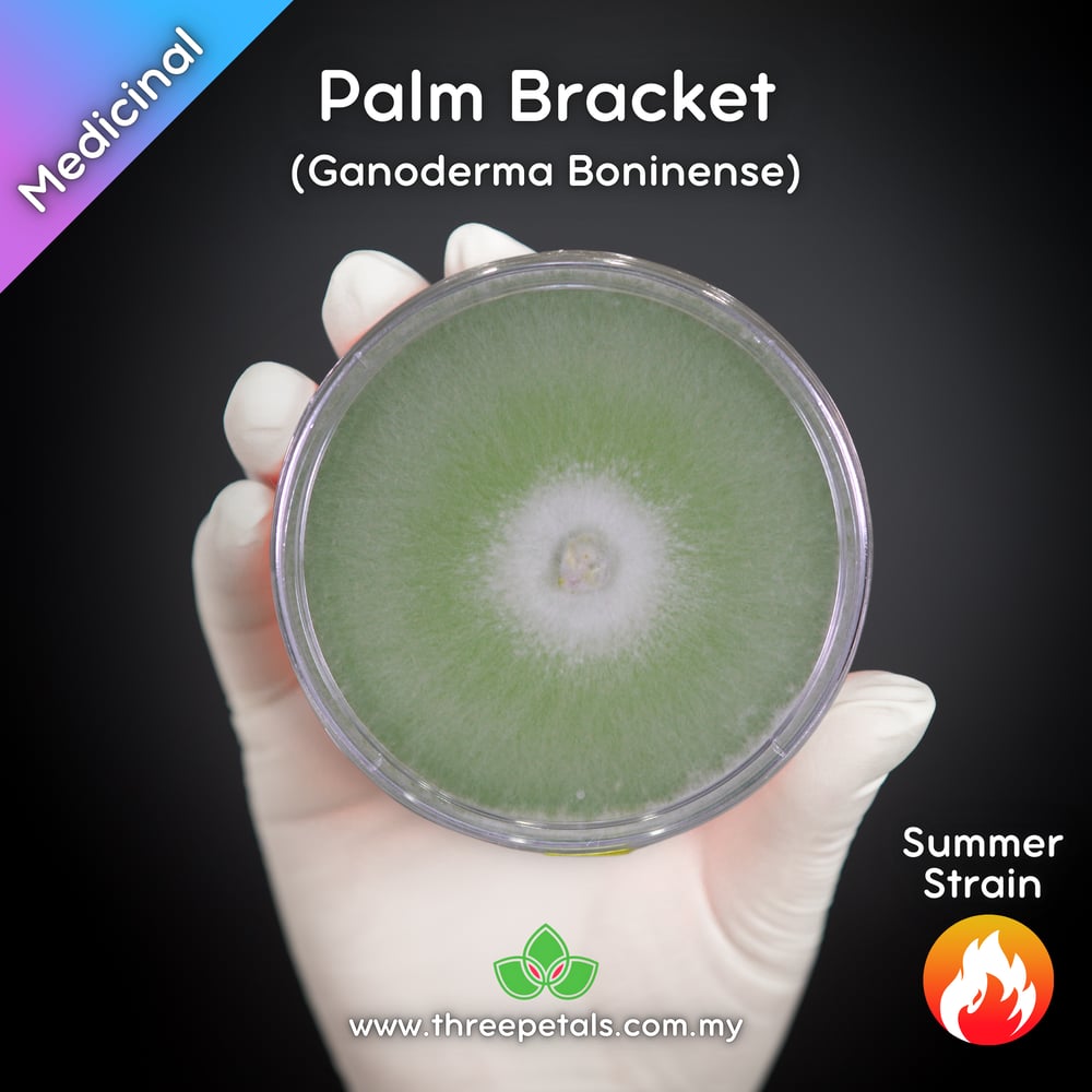 Palm Bracket (Ganoderma Boninense) Live Mycelium Mushroom Culture Spawn Seed