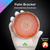 Palm Bracket (Ganoderma Zonatum) Live Mycelium Mushroom Culture Spawn Seed