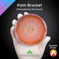 Image 1 of Palm Bracket (Ganoderma Zonatum) Live Mycelium Mushroom Culture Spawn Seed