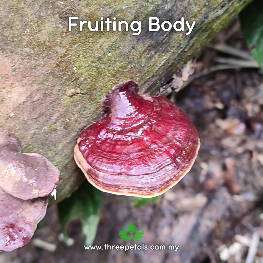 Palm Bracket (Ganoderma Zonatum) Live Mycelium Mushroom Culture Spawn Seed