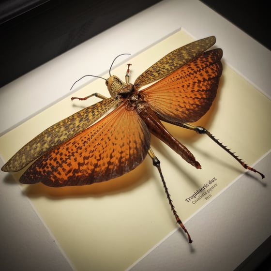 Image of Tropidacris dux