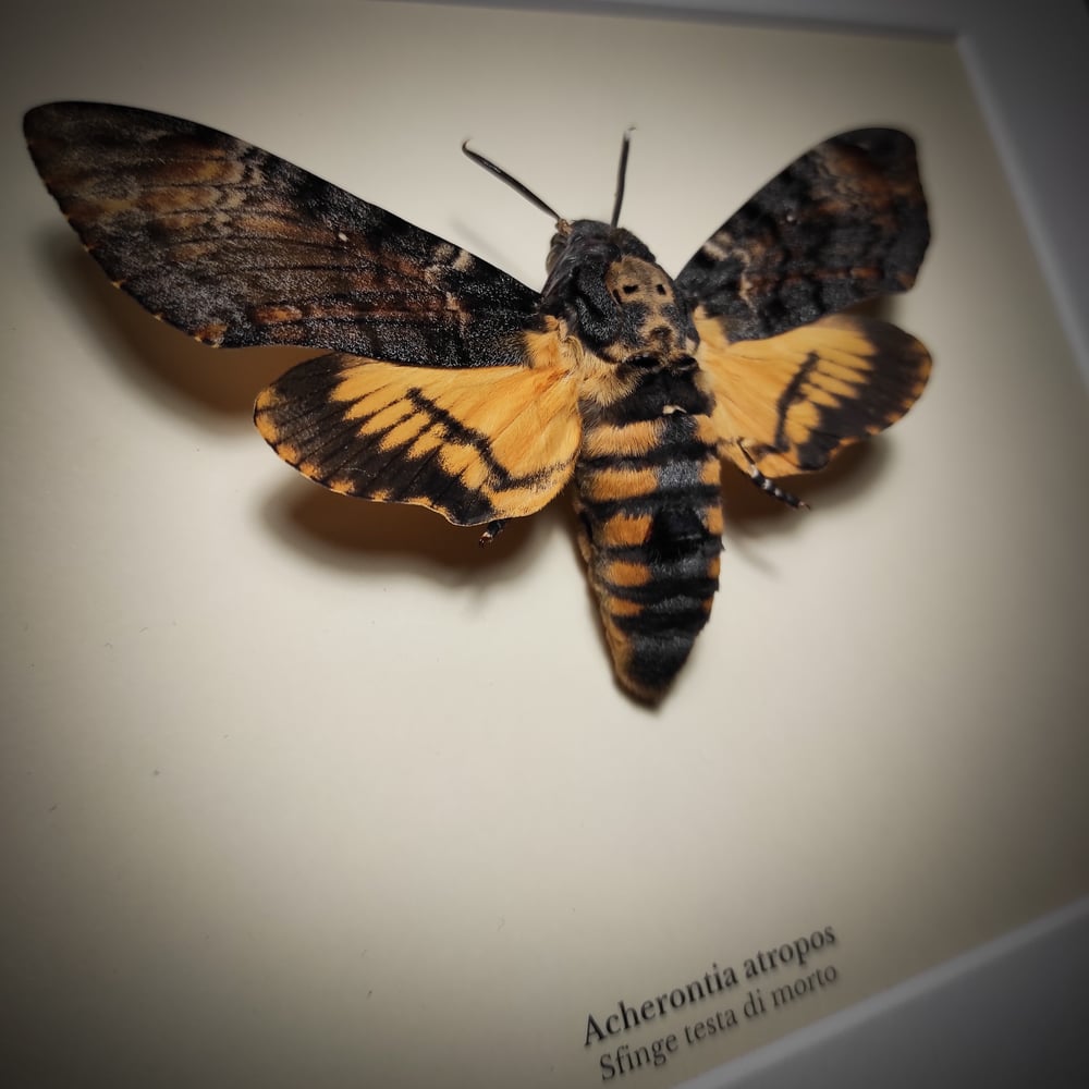 Image of Acherontia atropos