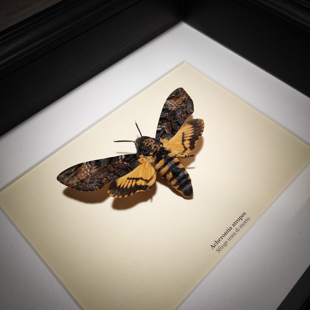 Image of Acherontia atropos