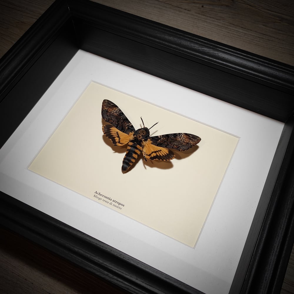 Image of Acherontia atropos