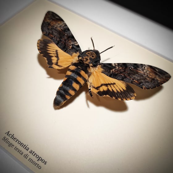 Image of Acherontia atropos