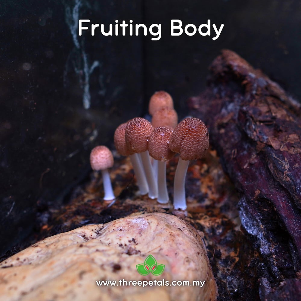 Firerug Inkcap (Coprinellus Domesticus) Live Mycelium Mushroom Culture Spawn Seed