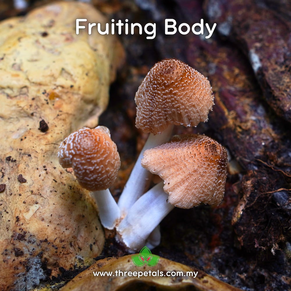 Firerug Inkcap (Coprinellus Domesticus) Live Mycelium Mushroom Culture Spawn Seed