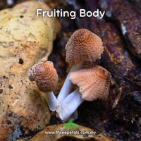 Image 3 of Firerug Inkcap (Coprinellus Domesticus) Live Mycelium Mushroom Culture Spawn Seed