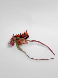 Image 1 of venus slipper orchid claw