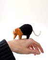 elephant shrew