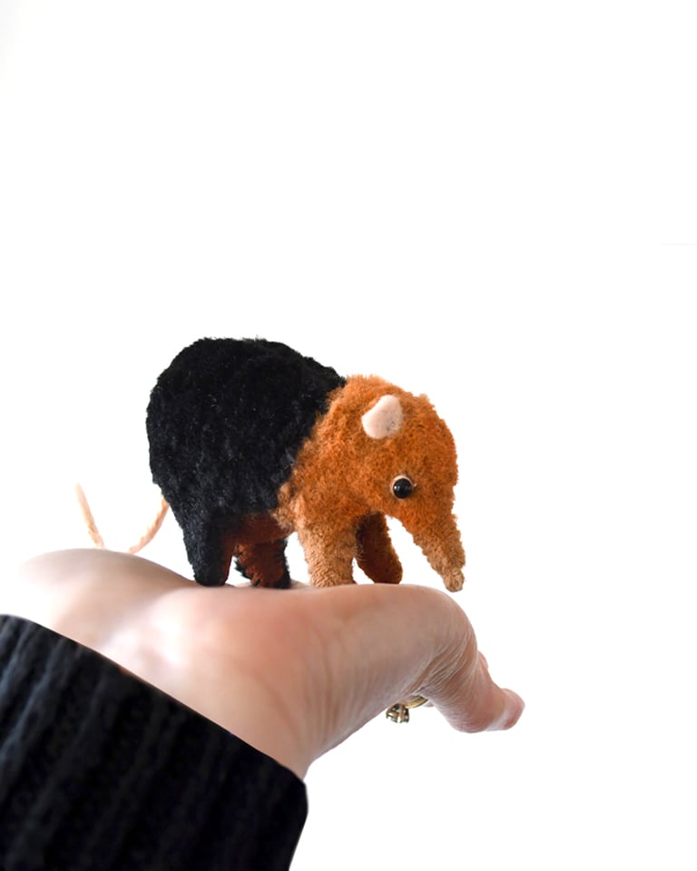 elephant shrew Image 2
