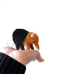 Image 2 of elephant shrew