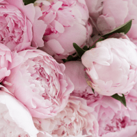 Pink Peony & Oud 30cl Candle