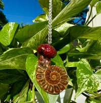 Bolete x Ammonite 2