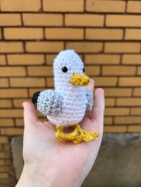 Garlic the Gull