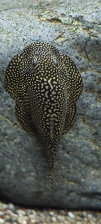 Image 1 of Gold Ring Hillstream Loach