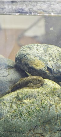 Image 2 of Gold Ring Hillstream Loach