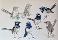Image 1 of Study of Superb Fairy-wrens