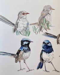 Image 3 of Study of Superb Fairy-wrens