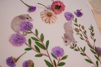 Image 2 of Western Pygmy Possums on Honey Myrtle. 