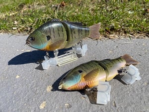 Image of 6” Ann Xslowsink (Bluey Gill)