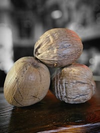 Old Stock Authentic Oceanic Arts Coconuts (Set of Three) FREE SHIPPING!