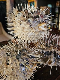 Image 3 of Hanging Stuffed Pufferfish (Set of Four) FREE SHIPPING!