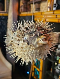 Image 2 of Hanging Stuffed Pufferfish (Set of Four) FREE SHIPPING!