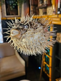 Image 1 of Hanging Stuffed Pufferfish (Set of Four) FREE SHIPPING!