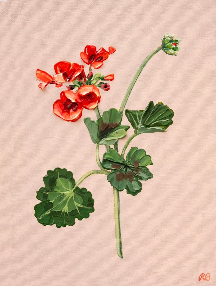 Image of GERANIUM VII - GICLÉE PRINT