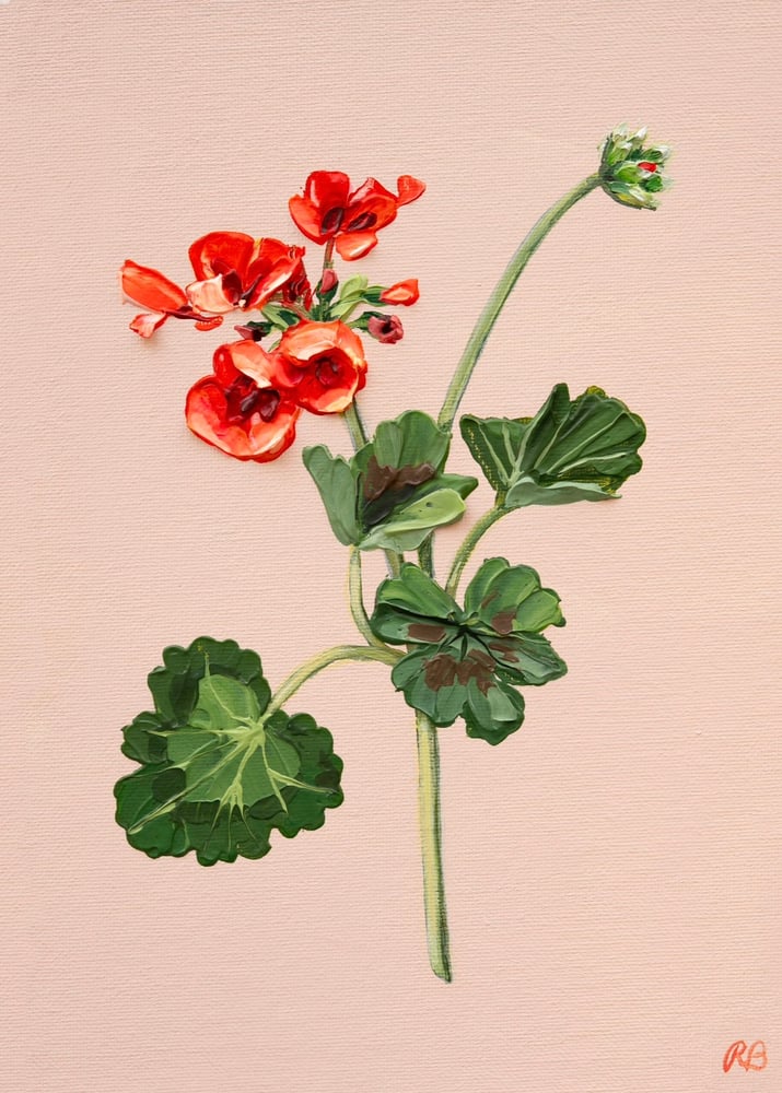Image of GERANIUM VII - GICLÉE PRINT
