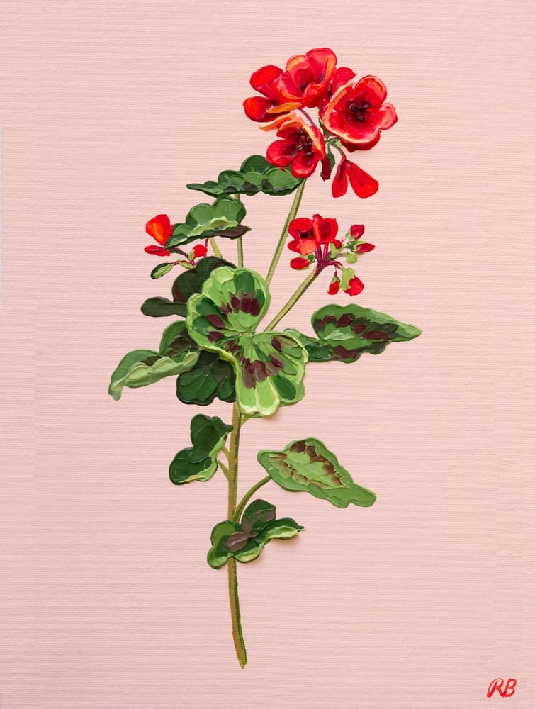 Image of GERANIUM V - GICLÉE PRINT