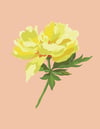 peony no.1 blush print