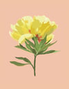 peony no.2 blush print