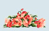 red poppies print