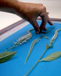 Image 4 of Screen Printing With Flowers