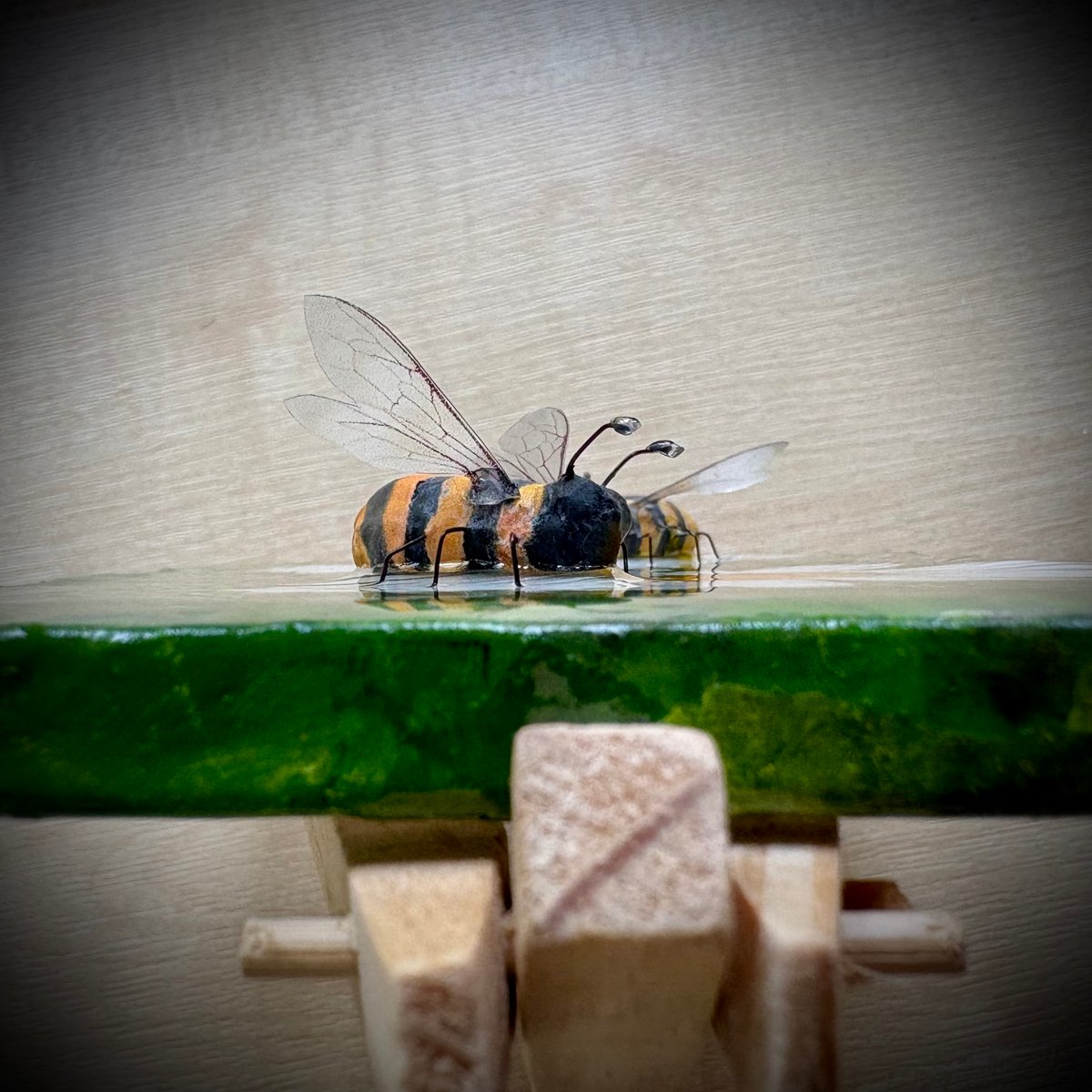 Image of Double Bee Daisy Beeasel