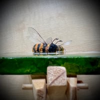 Image 5 of Double Bee Daisy Beeasel