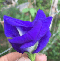 Image 1 of Butterfly Pea Tea