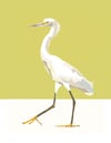 snowy egret print